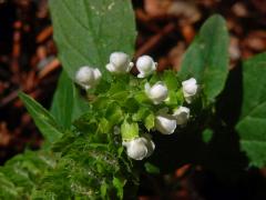 Černohlávek obecný (Prunella vulgaris L.) s bílými květy (2e)