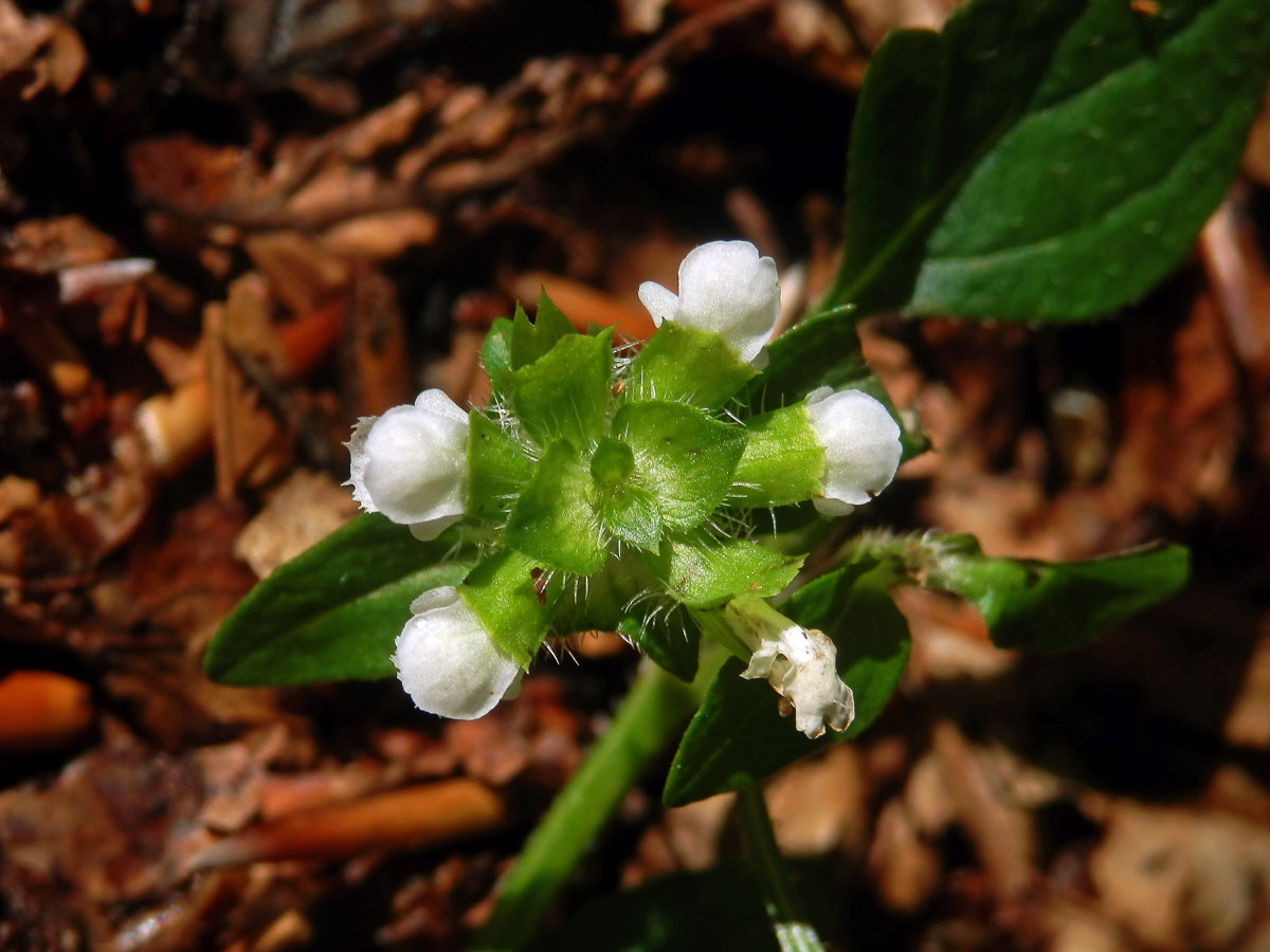 Černohlávek obecný (Prunella vulgaris L.) s bílými květy (2f)