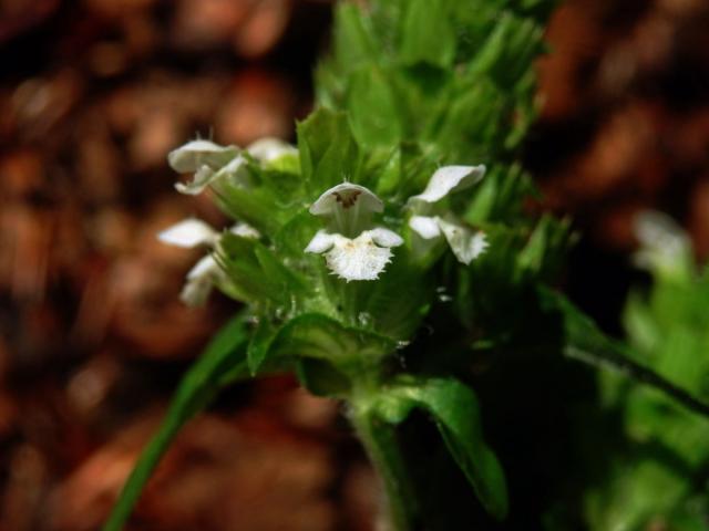 Černohlávek obecný (Prunella vulgaris L.) s bílými květy (2g)