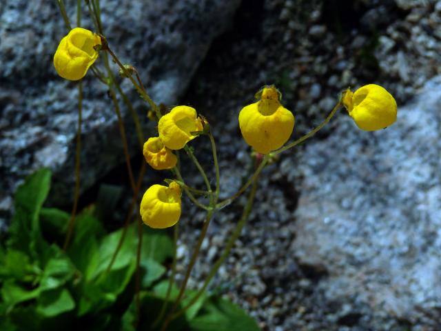 Pantoflíček (Calceolaria andina Benth.)