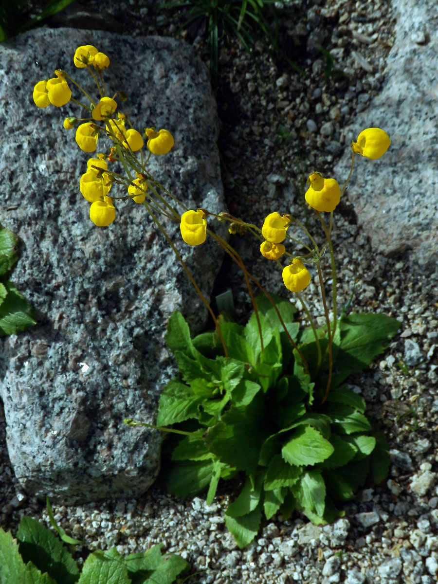 Pantoflíček (Calceolaria andina Benth.)