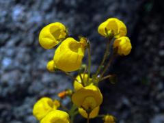 Pantoflíček (Calceolaria andina Benth.)