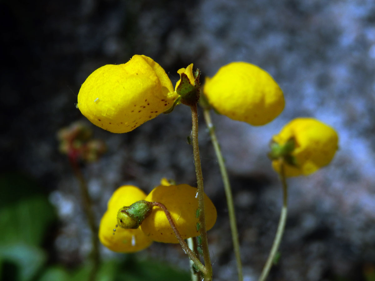 Pantoflíček (Calceolaria andina Benth.)