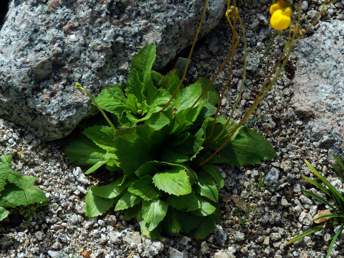 Pantoflíček (Calceolaria andina Benth.)