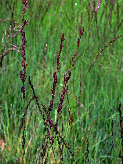 Bezkolenec modrý (Molinia caerulea (L.) Moench)