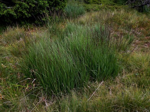 Bezkolenec modrý (Molinia caerulea (L.) Moench)