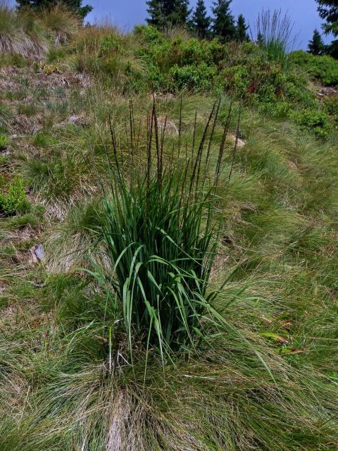 Bezkolenec modrý (Molinia caerulea (L.) Moench)