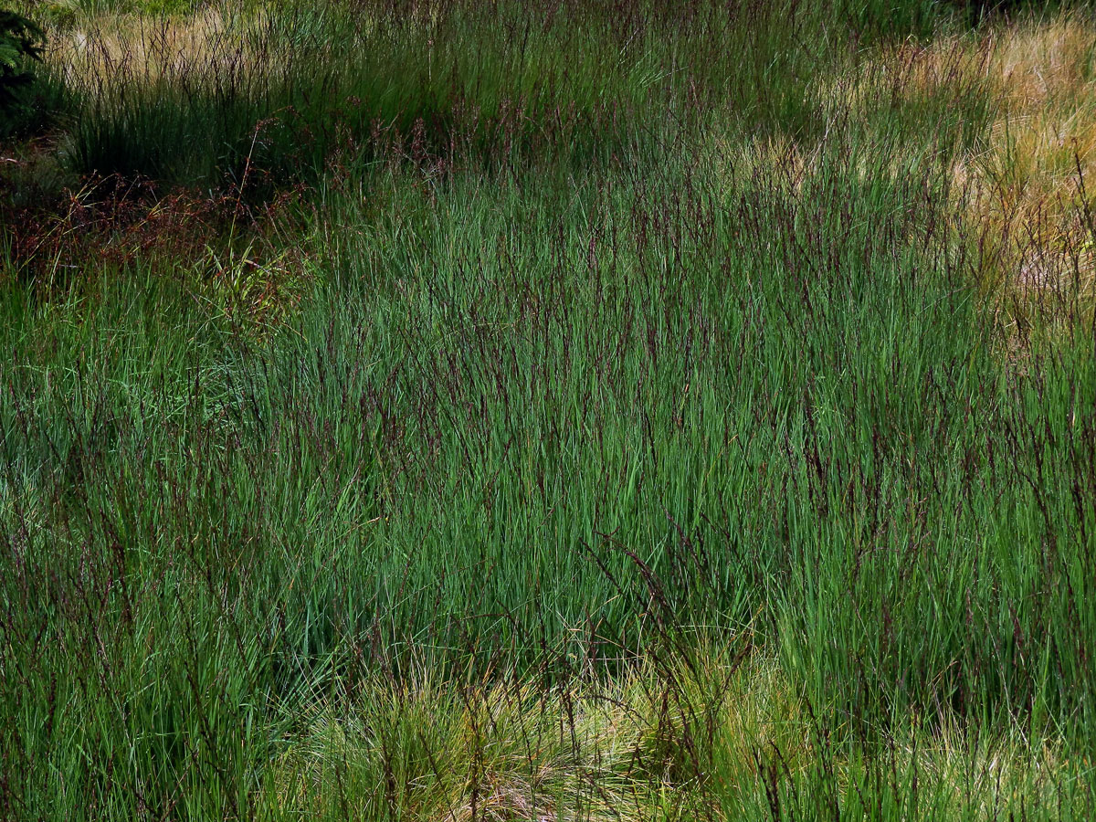 Bezkolenec modrý (Molinia caerulea (L.) Moench)