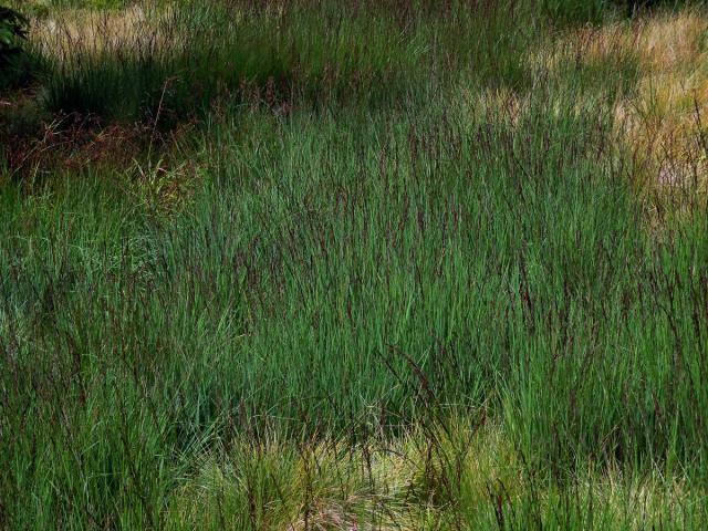 Bezkolenec modrý (Molinia caerulea (L.) Moench)