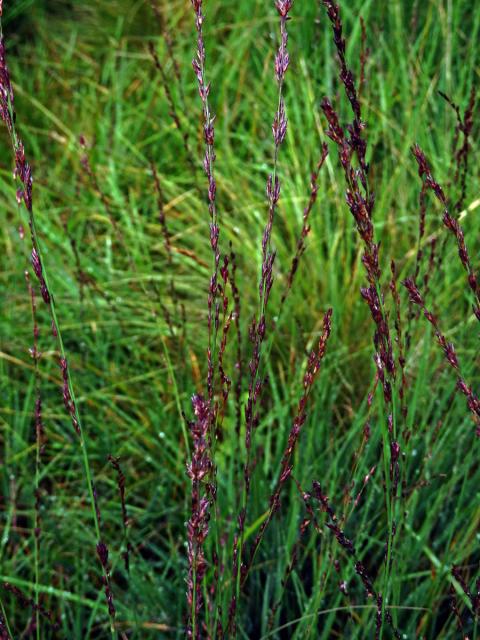 Bezkolenec modrý (Molinia caerulea (L.) Moench)