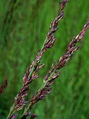 Bezkolenec modrý (Molinia caerulea (L.) Moench)