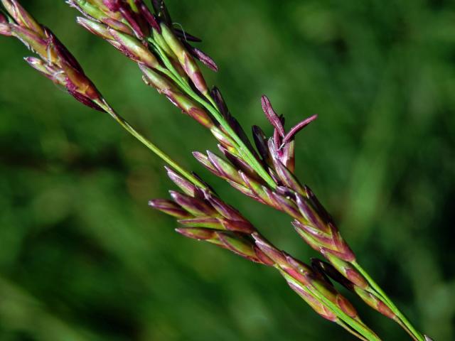 Bezkolenec modrý (Molinia caerulea (L.) Moench)