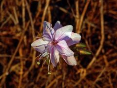 Gaura lindheimeri Engelm. & Gray se zdvojeným počtem lístků