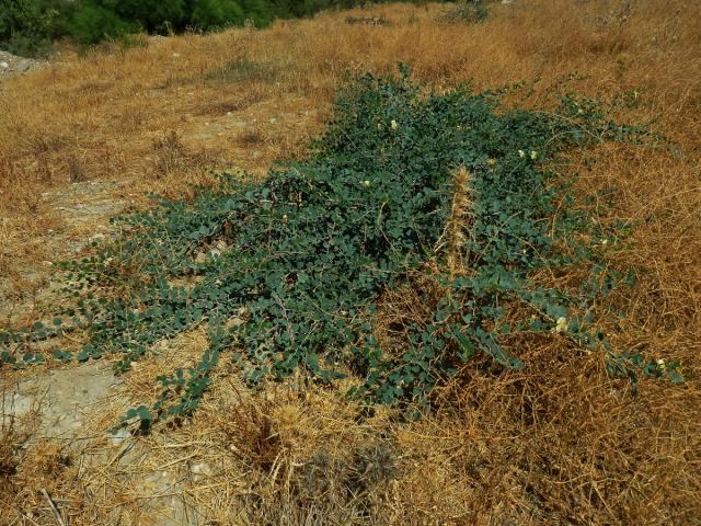 Kapara trnitá (Capparis spinosa L.)