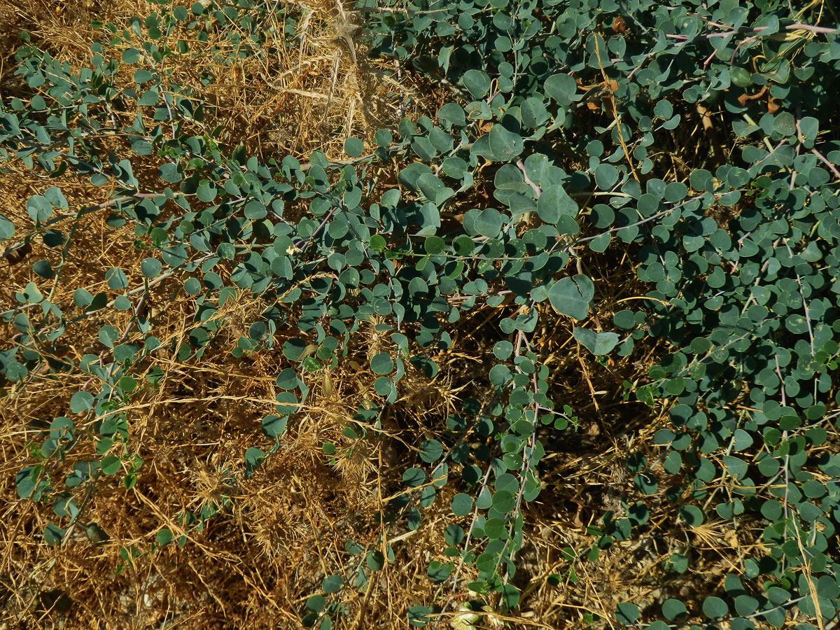 Kapara trnitá (Capparis spinosa L.)