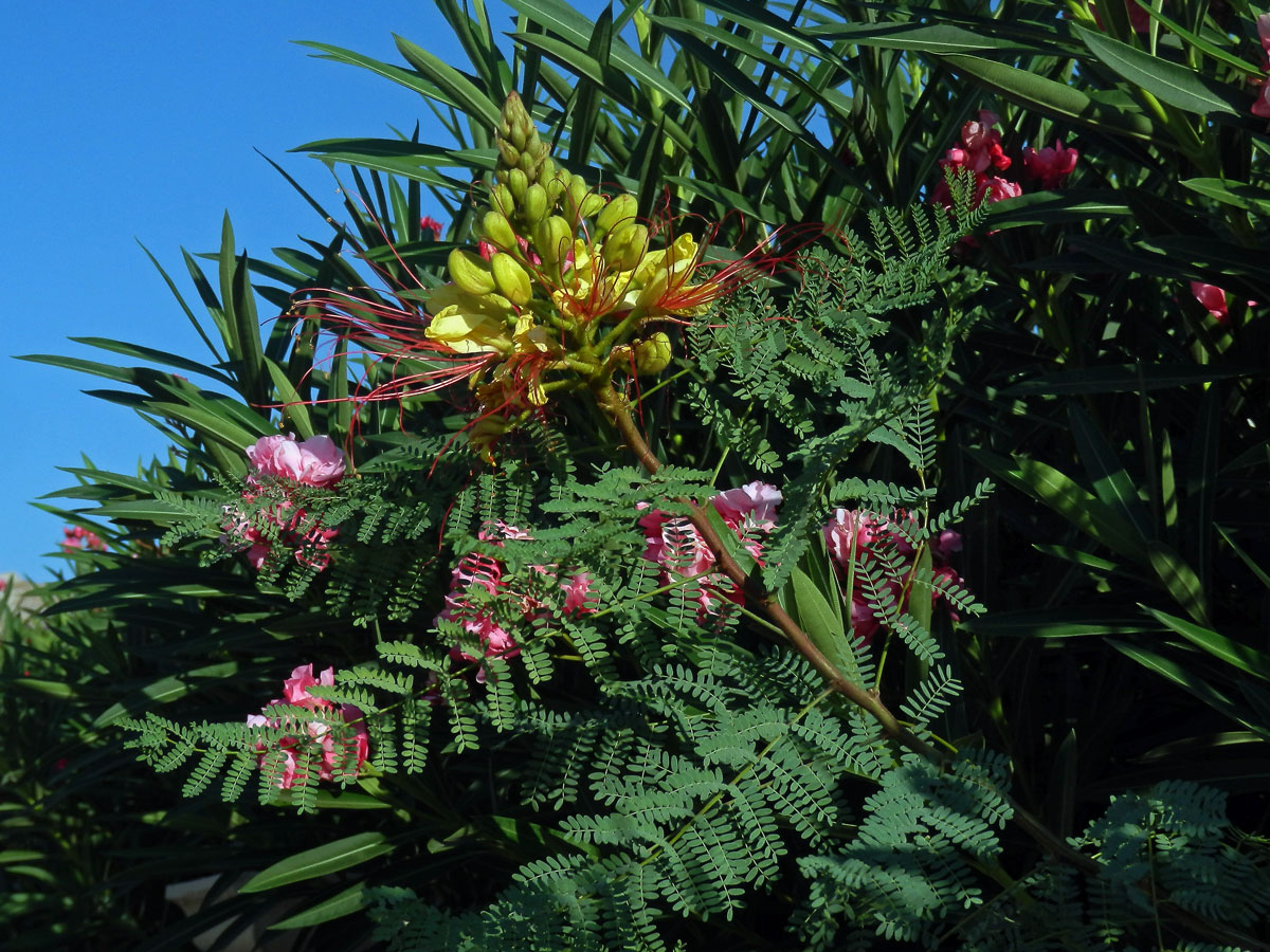 Sapan Gilliesův (Caesalpinia gilliesii (Wallich ex Hook.) Wallich ex D. Dietr.)