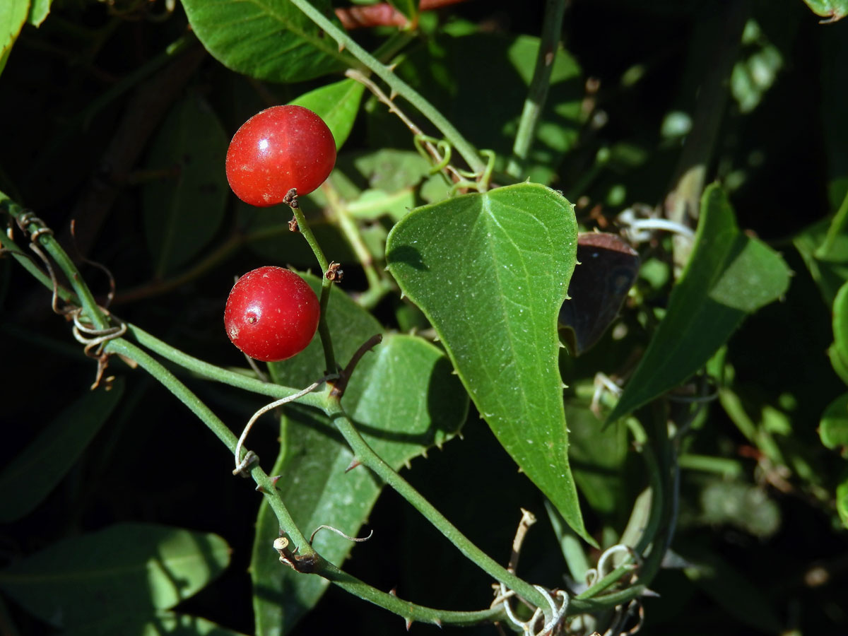 Přestup drsný (Smilax aspera L.)