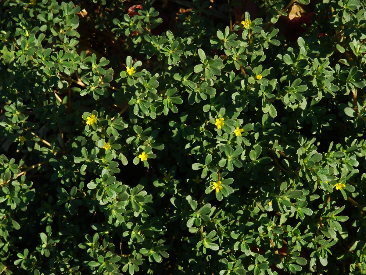 Šrucha zelná (Portulaca oleracea L.)