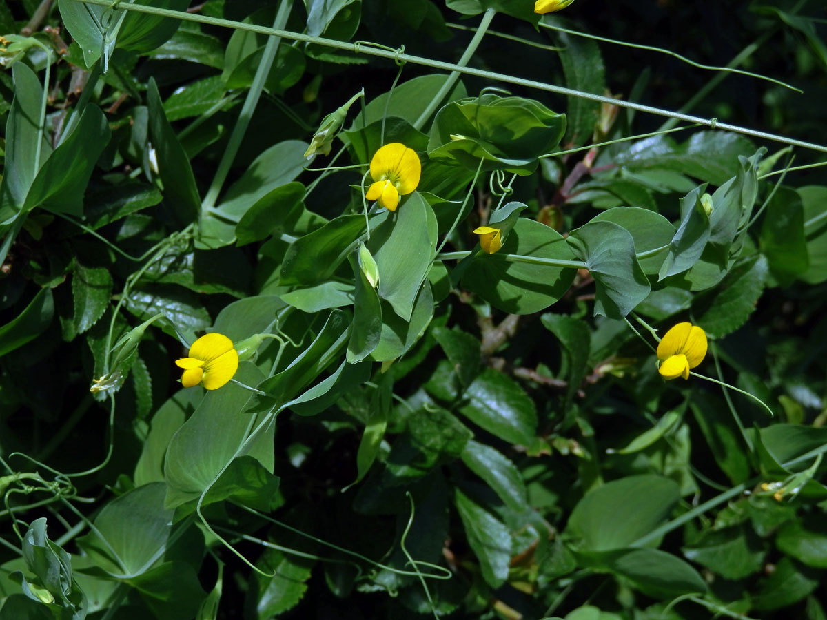 Hrachor pačočkový (Lathyrus aphaca L.)