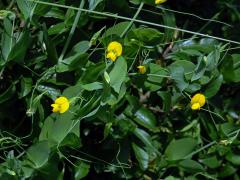 Hrachor pačočkový (Lathyrus aphaca L.)