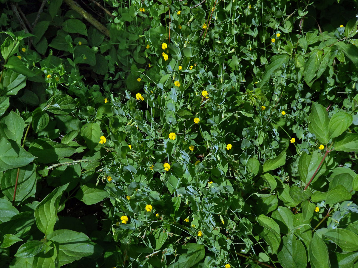 Hrachor pačočkový (Lathyrus aphaca L.)