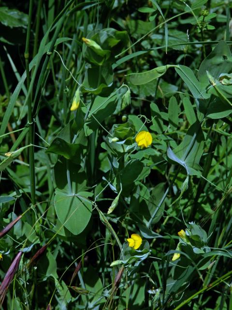 Hrachor pačočkový (Lathyrus aphaca L.)