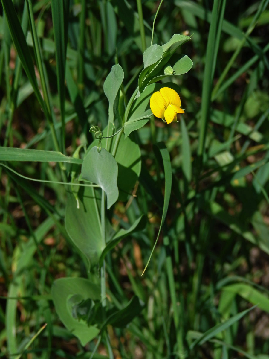 Hrachor pačočkový (Lathyrus aphaca L.)