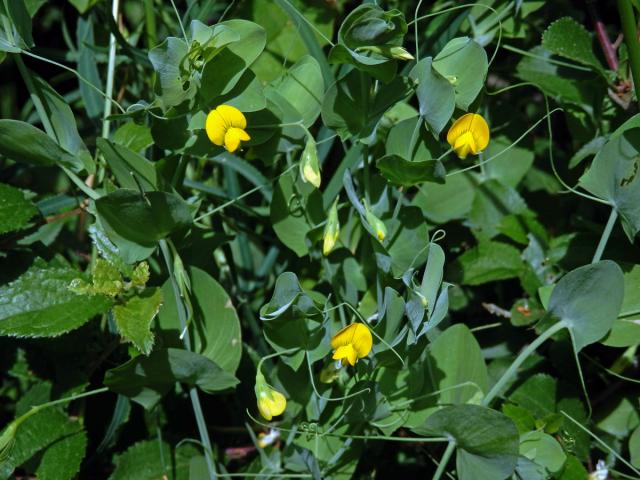 Hrachor pačočkový (Lathyrus aphaca L.)