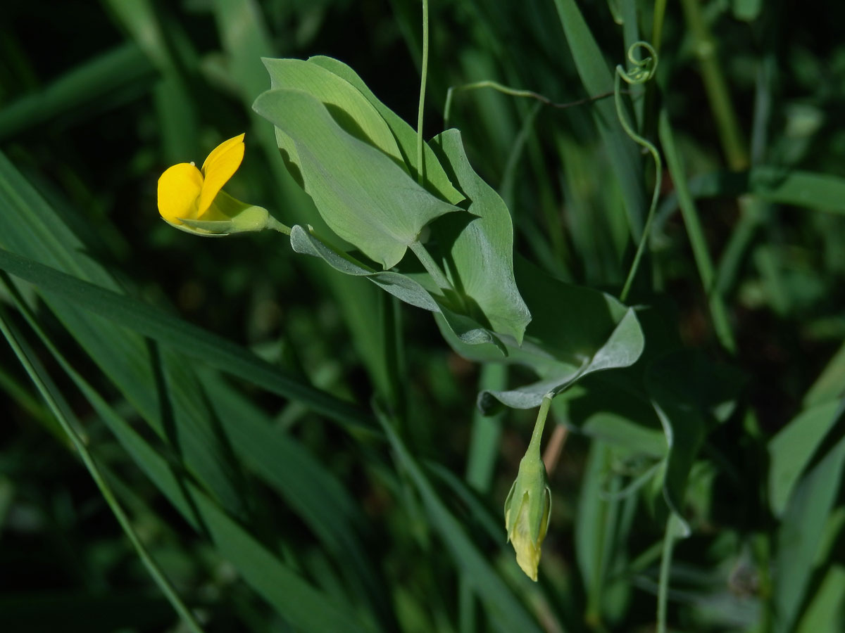 Hrachor pačočkový (Lathyrus aphaca L.)