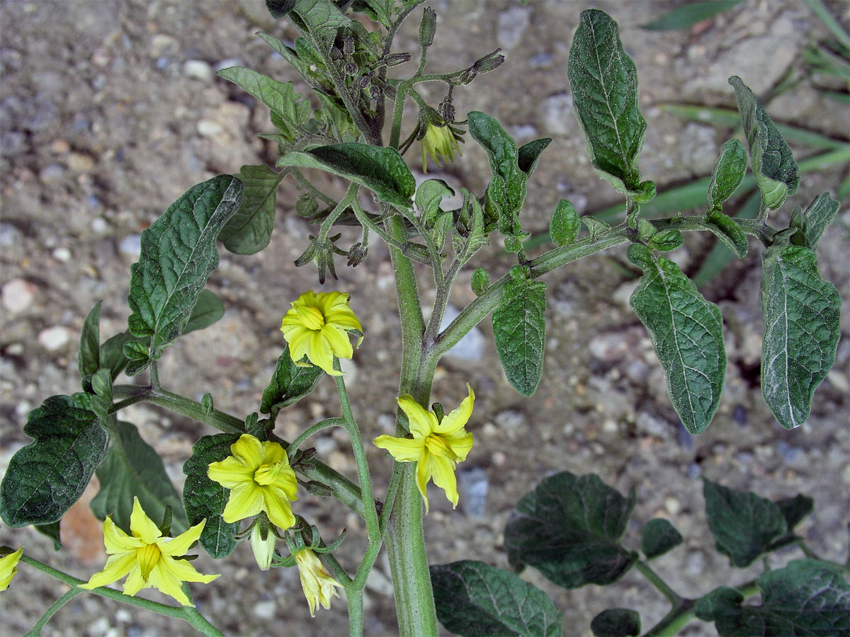 Lilek rajče (Solanum lycopersicum L.)