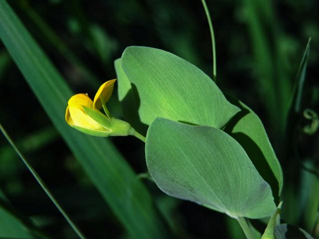 Hrachor pačočkový (Lathyrus aphaca L.)