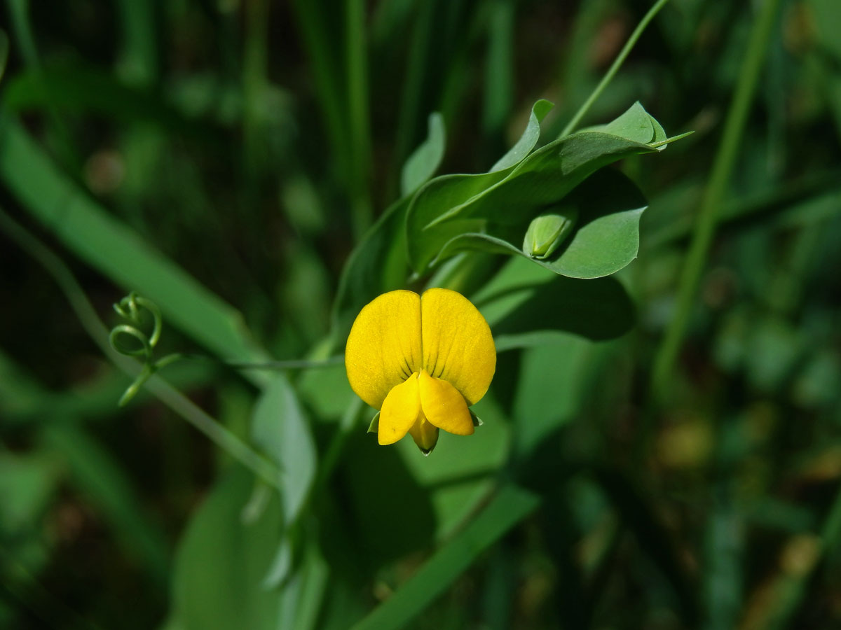 Hrachor pačočkový (Lathyrus aphaca L.)