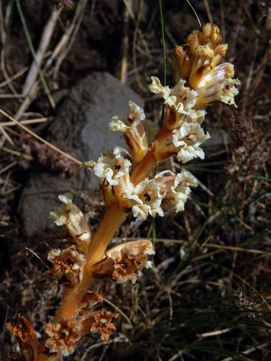 Záraza žlutá (Orobanche lutea Baumg.)