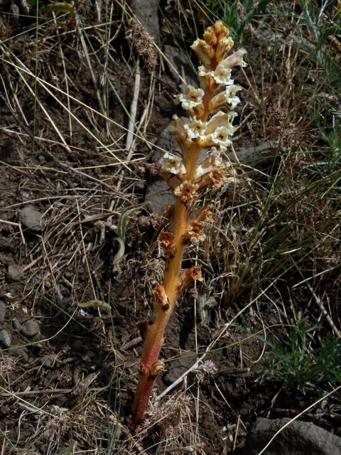 Záraza žlutá (Orobanche lutea Baumg.)