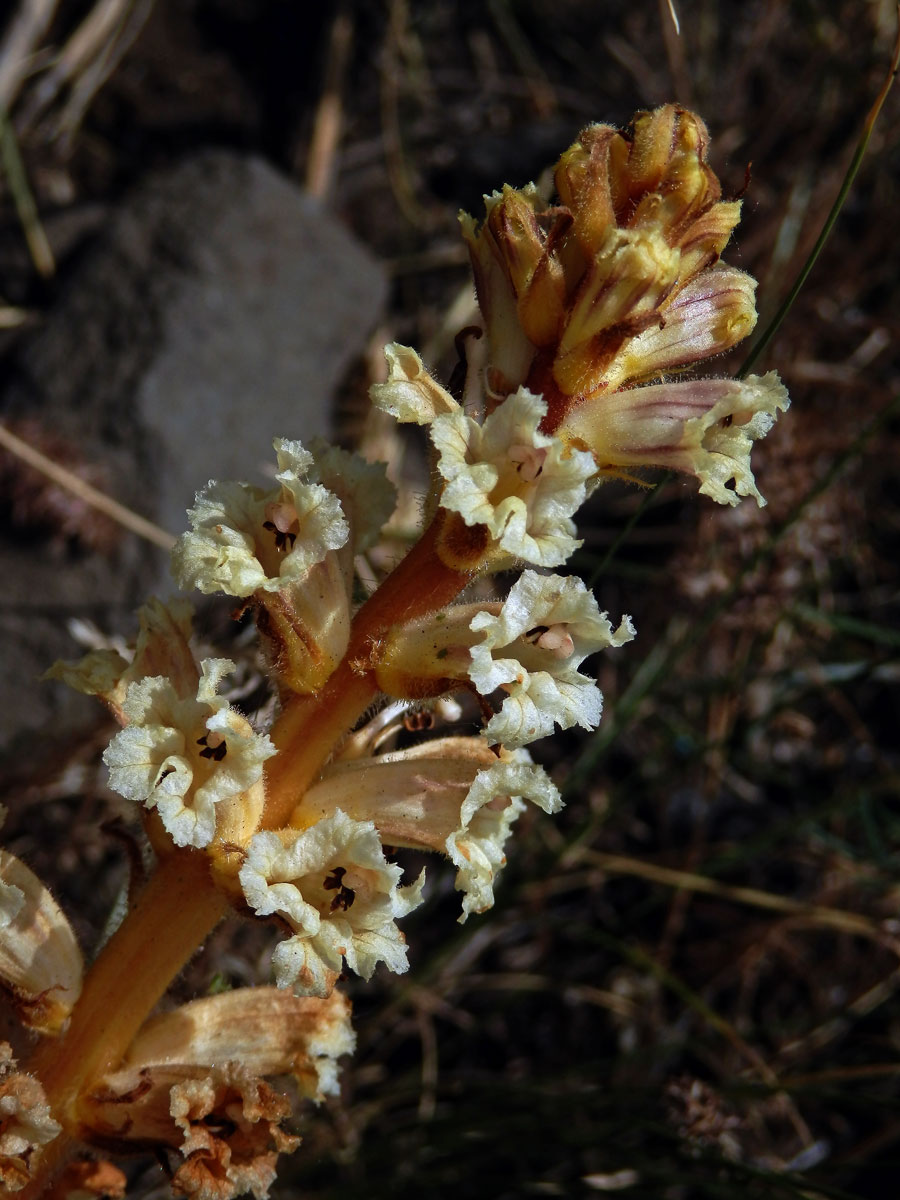 Záraza žlutá (Orobanche lutea Baumg.)