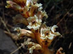 Záraza žlutá (Orobanche lutea Baumg.)