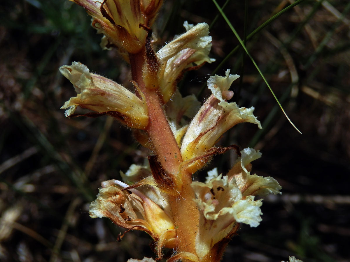 Záraza žlutá (Orobanche lutea Baumg.)