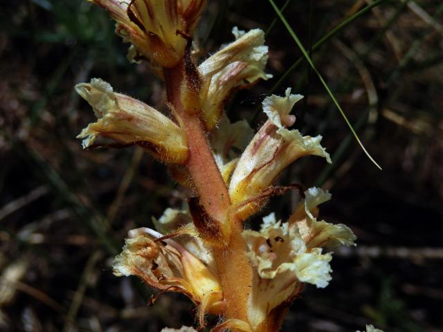 Záraza žlutá (Orobanche lutea Baumg.)