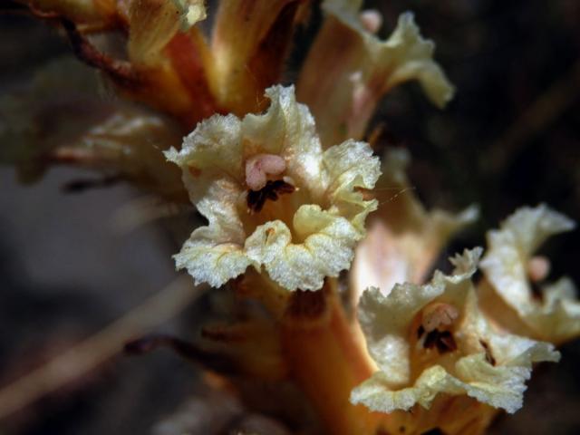 Záraza žlutá (Orobanche lutea Baumg.)