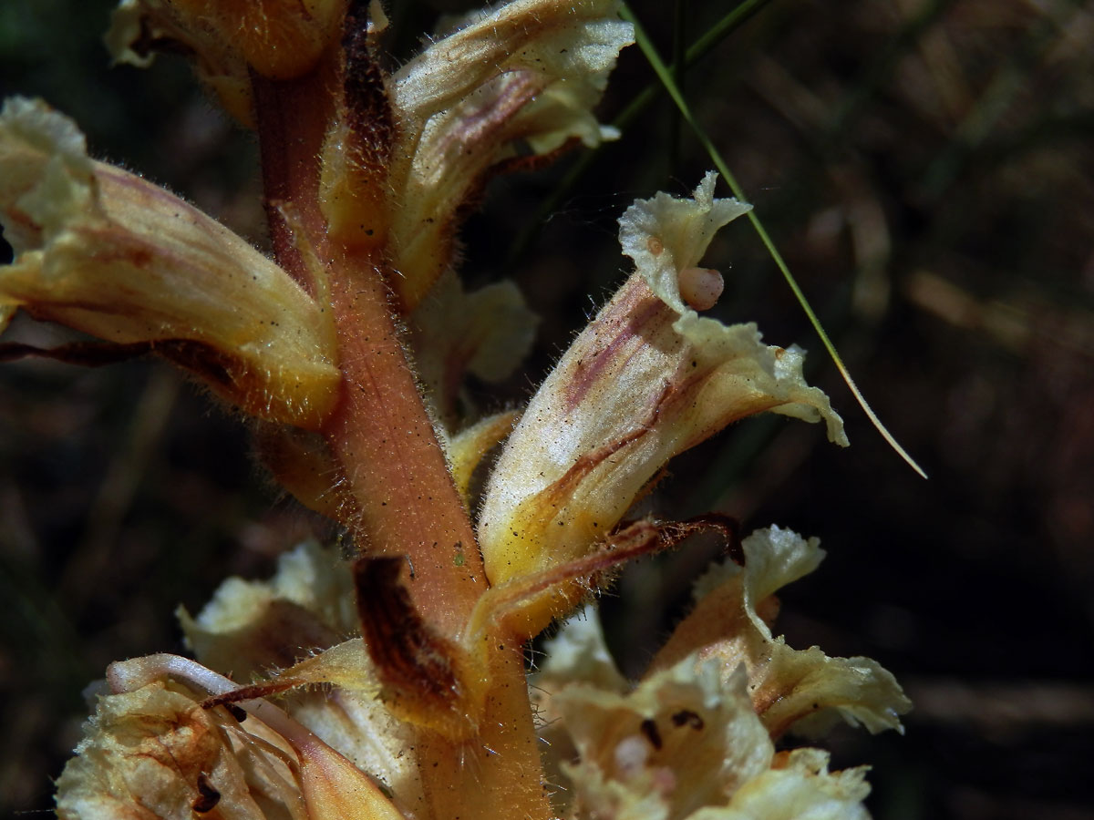 Záraza žlutá (Orobanche lutea Baumg.)