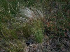 Kavyl Ivanův (Stipa pennata L.)