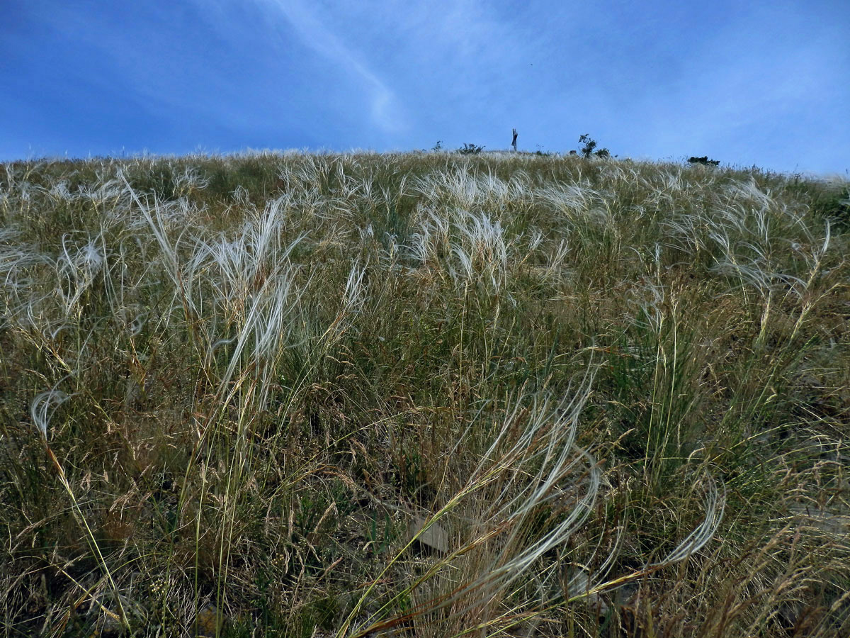 Kavyl Ivanův (Stipa pennata L.)