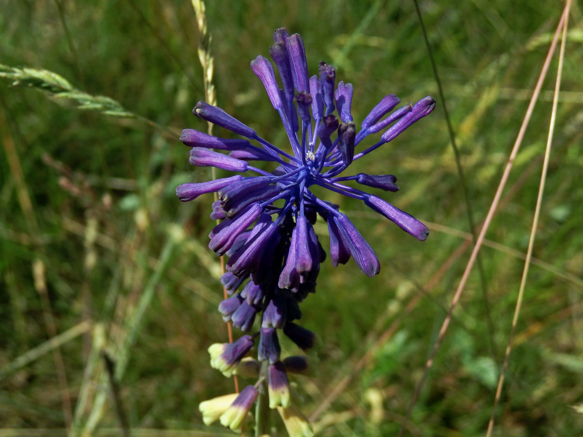 Modřenec tenkokvětý (Muscari tenuiflorum Tausch)