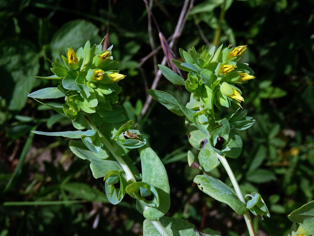 Voskovka menší (Cerinthe minor L.)