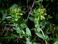 Voskovka menší (Cerinthe minor L.)   