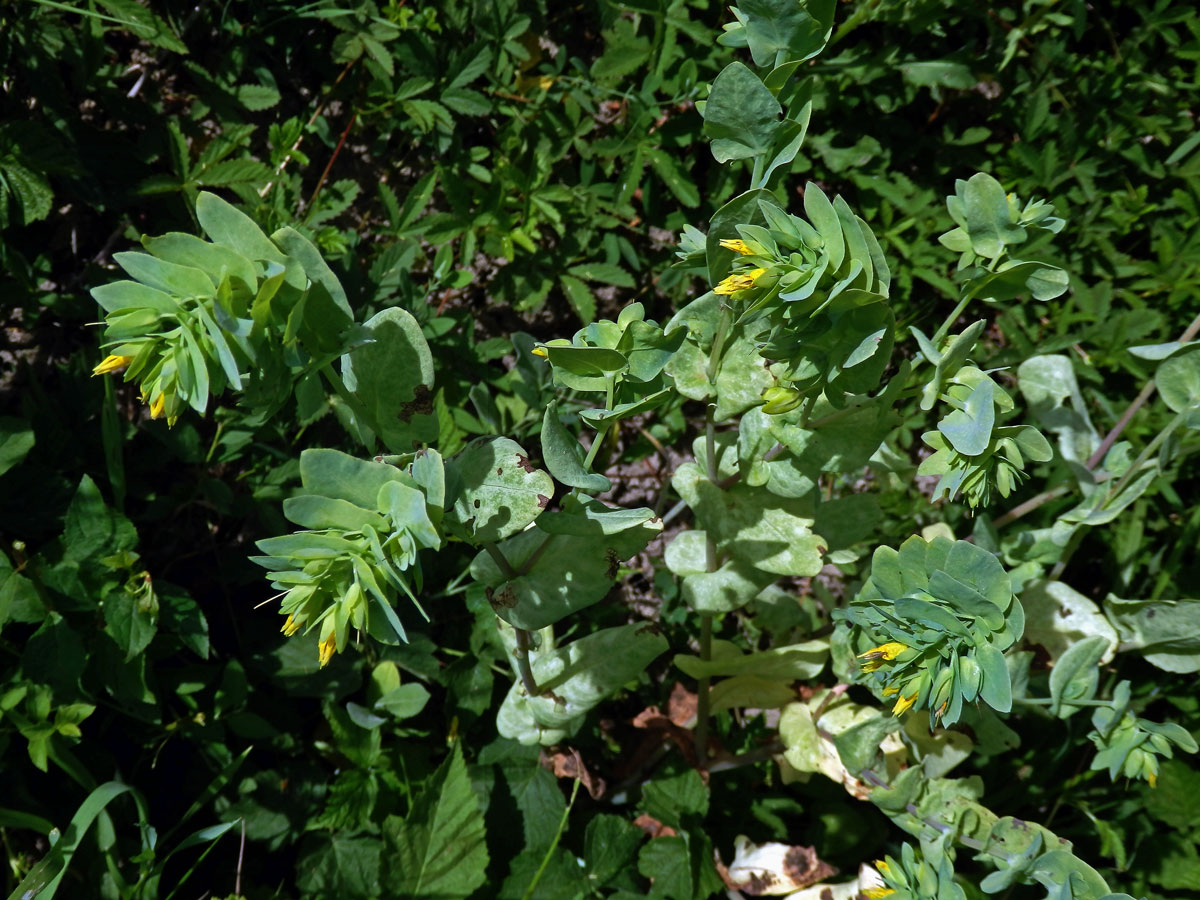 Voskovka menší (Cerinthe minor L.)