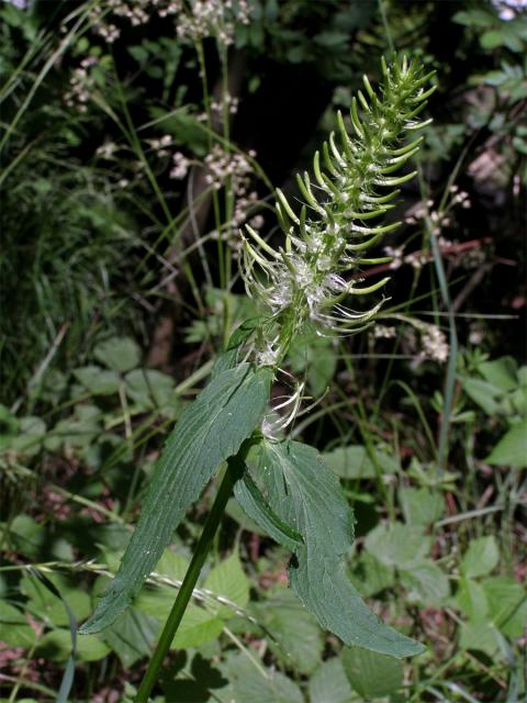 Zvonečník klasnatý (Phyteuma spicatum L.)