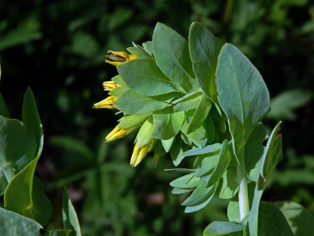 Voskovka menší (Cerinthe minor L.)