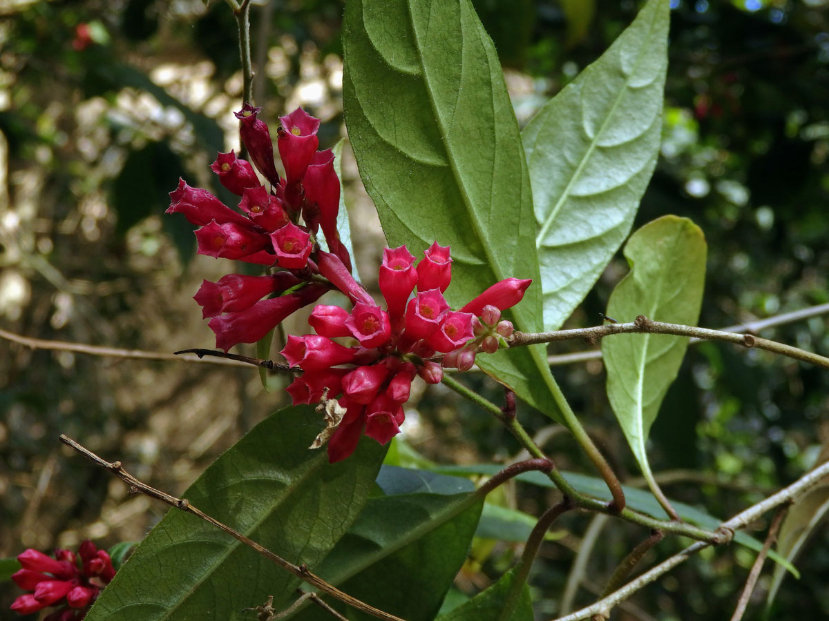 Kladivník (Cestrum fasiculatum (Schltdl.) Miers)