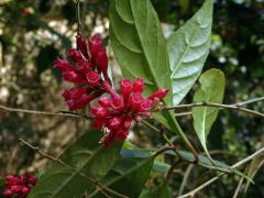 Kladivník (Cestrum fasiculatum (Schltdl.) Miers) 